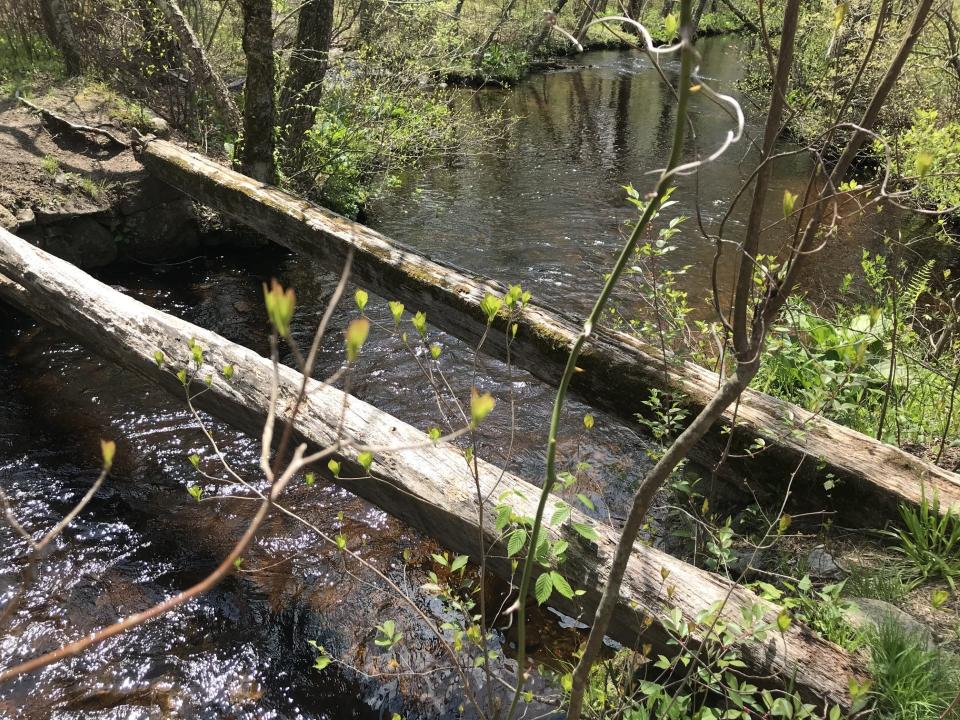 A trail leads to two beams laid across the Beaver River, but the slats to form a bridge are missing.