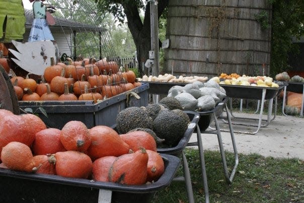 Pierce's Pumpkin Patch in Chariton.