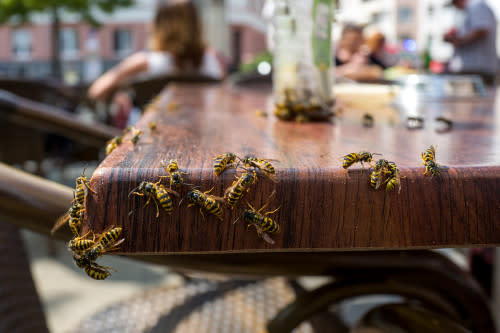 Wasps/Getty Images-837561074