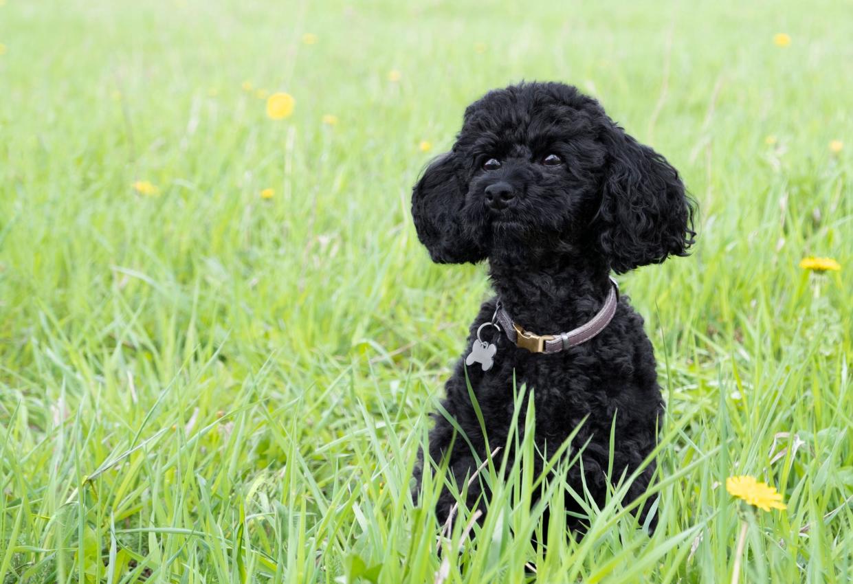 Black poodle in a field against the background of green grass.