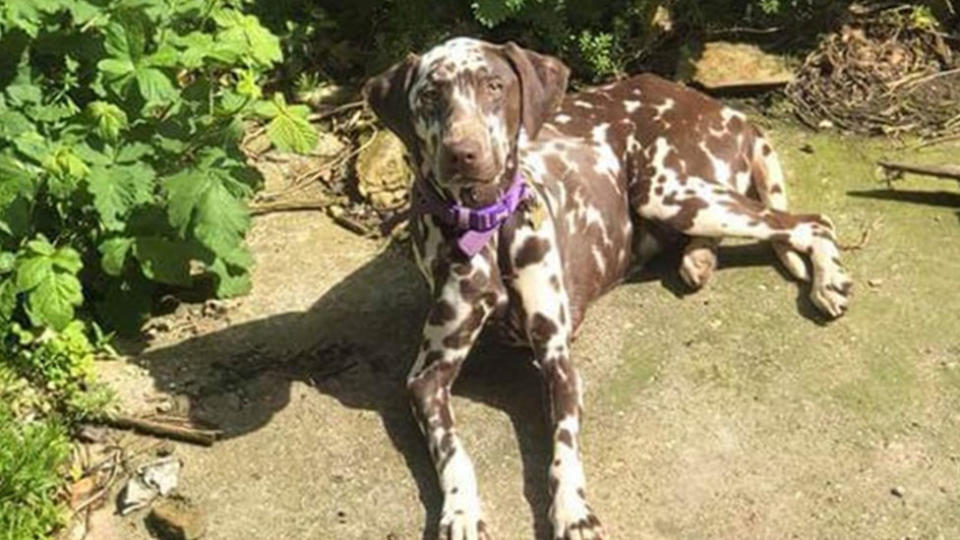 Lottie, a three-year-old therapy dog which was stolen from a 12-year-old girl with autism, was. found dead . Source: Facebook