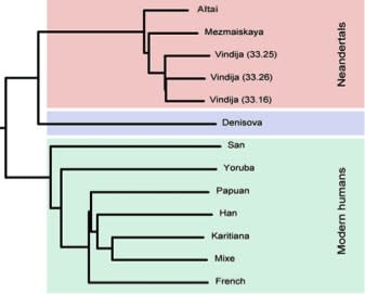 This evolutionary tree shows the relationship of Denisova to both modern humans and Neanderthals. Note that they are in fact more closely related to Neanderthals than humans, but appear to be very close to both. Image: http://johnhawks.net/taxonomy/term/denisova