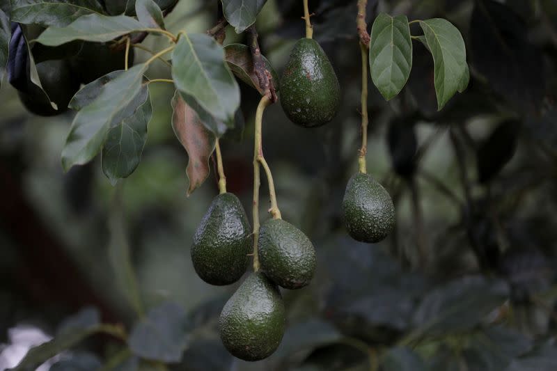 US suspends avocado inspections in Michoacan state on security concerns