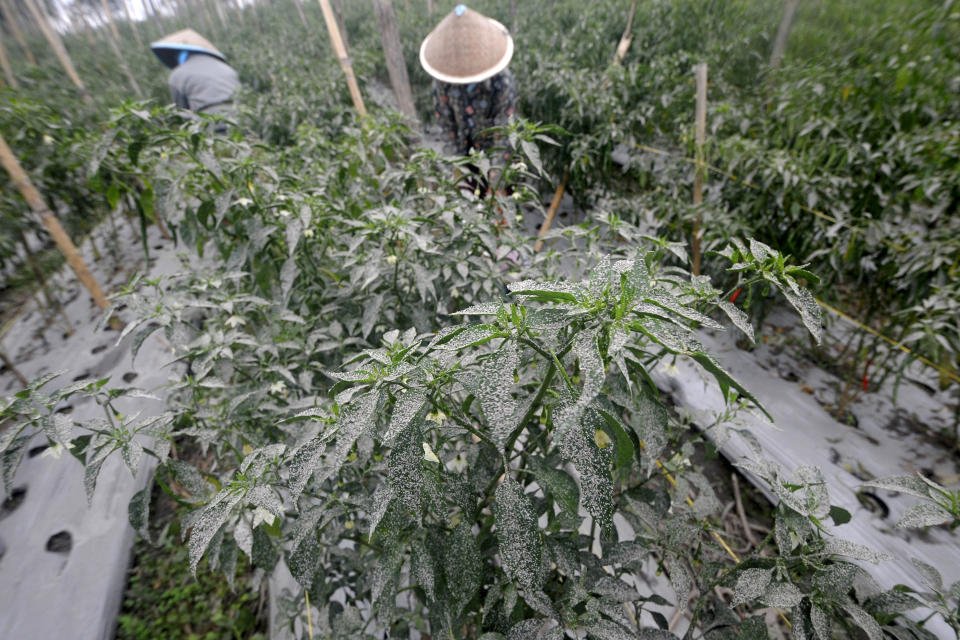 Farmers tend to their field as chilli pepper plants are seen covered in volcanic ash from the eruption of Mount Marapi in Agam, West Sumatra, Indonesia, Tuesday, Dec. 5, 2023. Rescuers searching the hazardous slopes of Indonesia's Marapi volcano found more bodies among the climbers caught by a surprise eruption two days ago. (AP Photo/Ardhy Fernando)