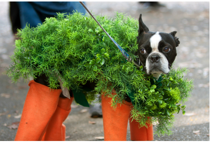 Ch-ch-ch-chia