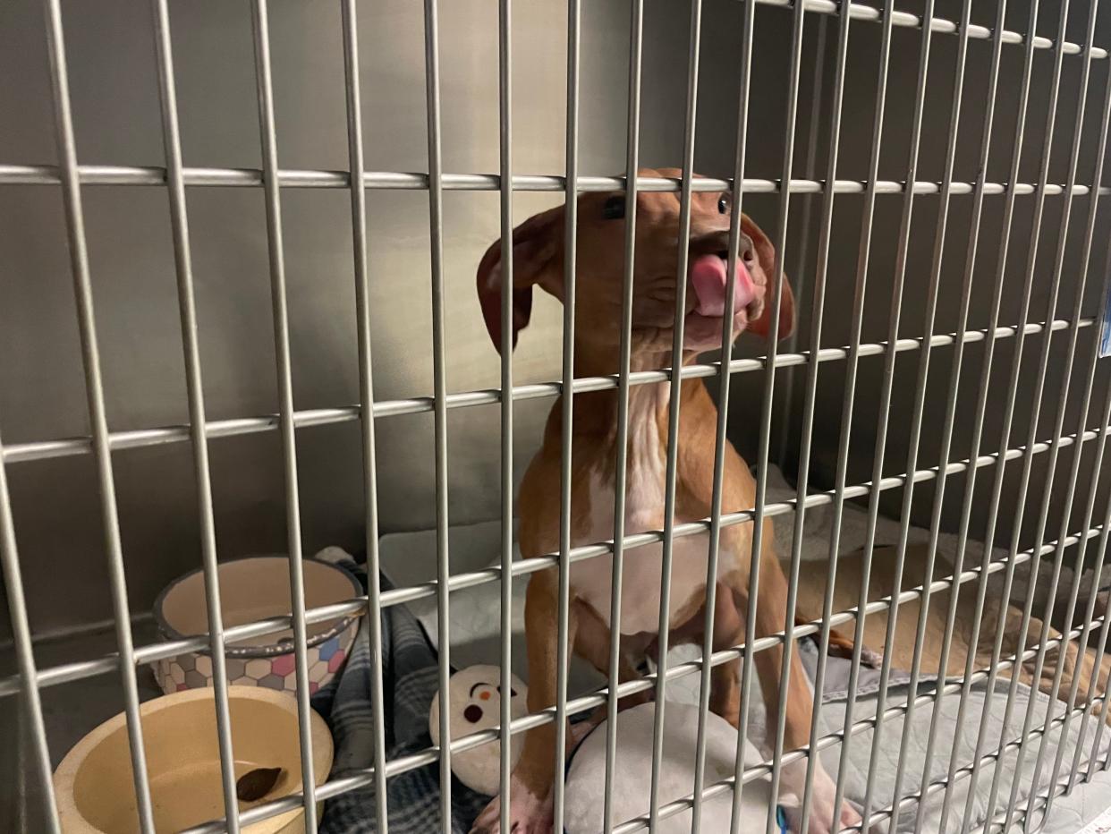 Cannoli, a 14-week-old dog at the Blue Water Humane Society on June 25, 2024.