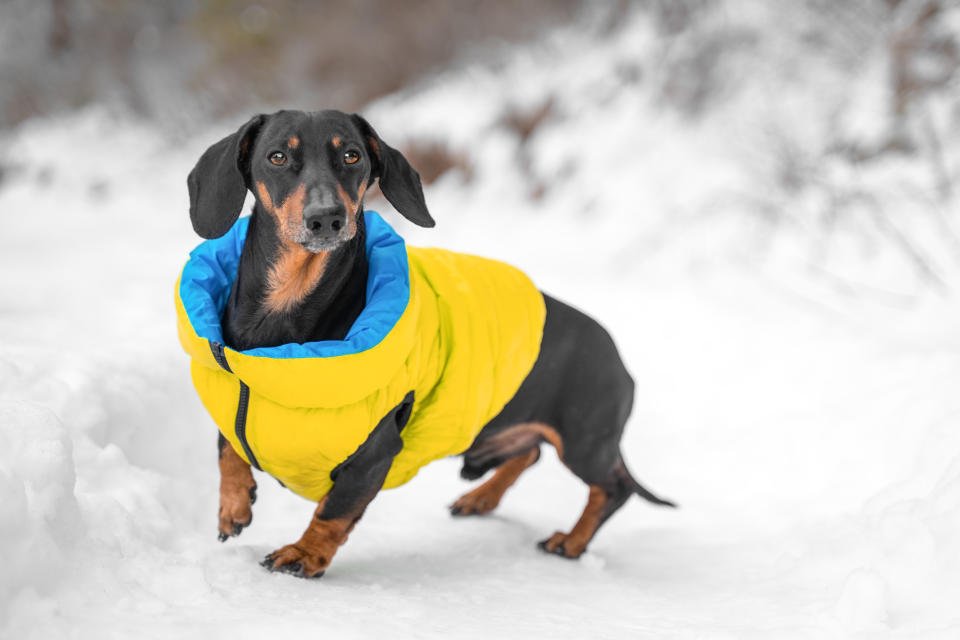 Cute dachshund dog in yellow warm puffed vest stands on ground covered with snow. Pet with an attentive look and raising its paw waiting for the command of owner, front view.