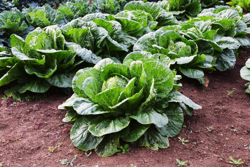 best vegetables to grow cabbage