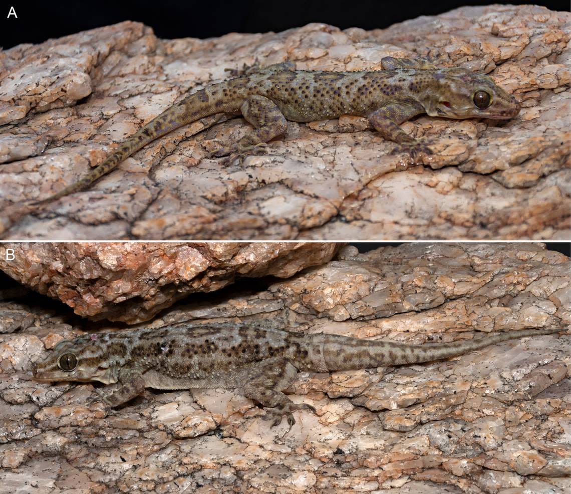 Photos show two Pakkamalai rock geckos, or Hemidactylus pakkamalaiensis, perched on boulders.