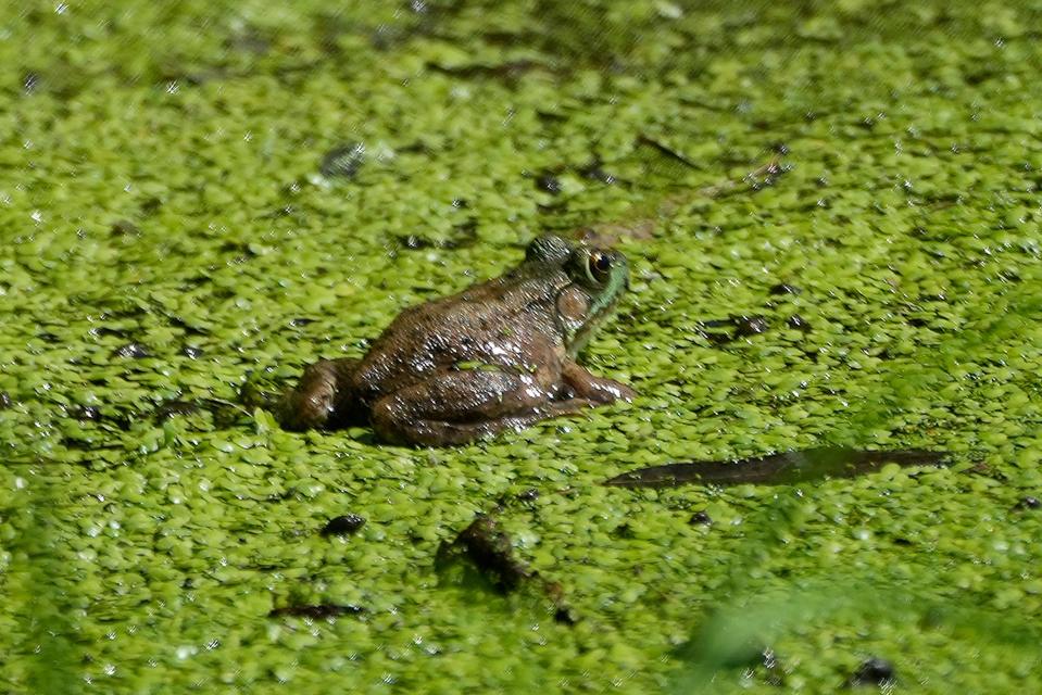 A frog sits on algae just off the shoreline of First Lake.