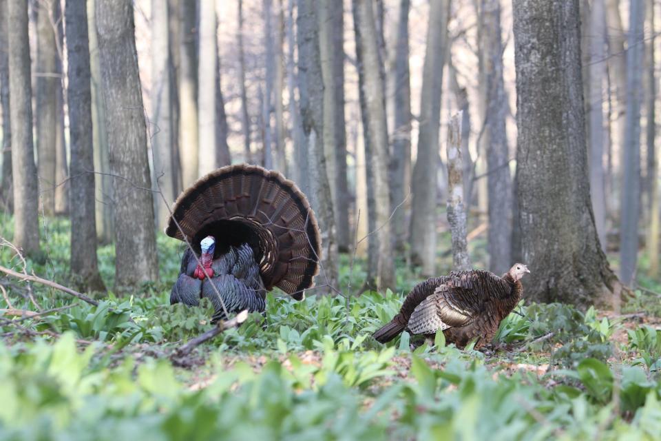 A wild turkey gobbler courts a hen.