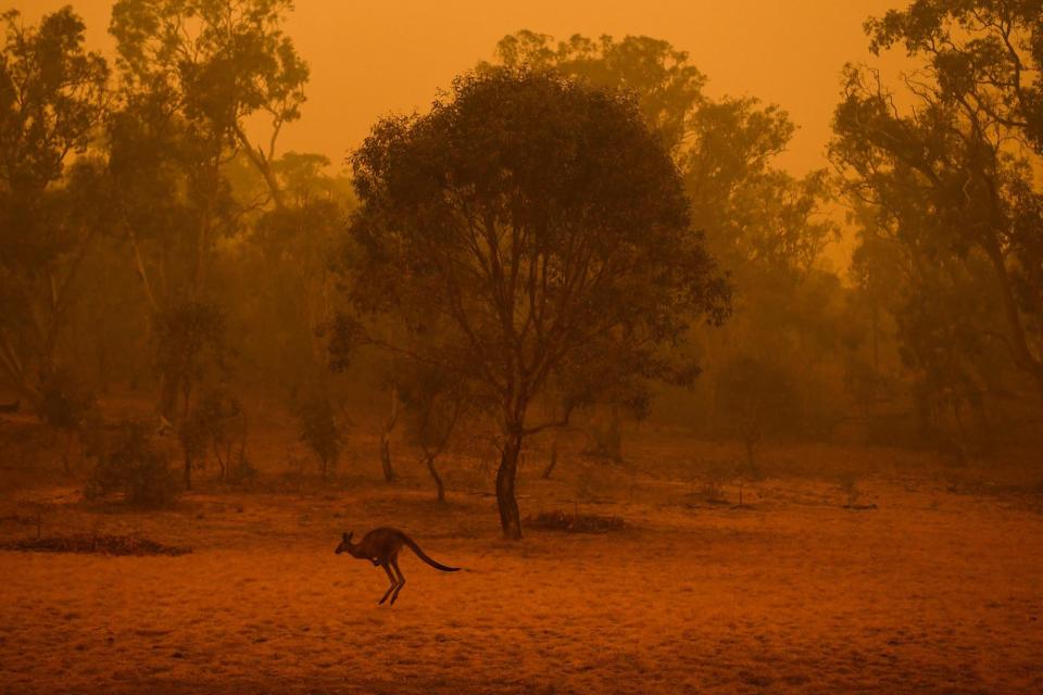 A kangaroo is seen in bushland surrounded by smokey haze in Canberra, Australia on Jan. 5.