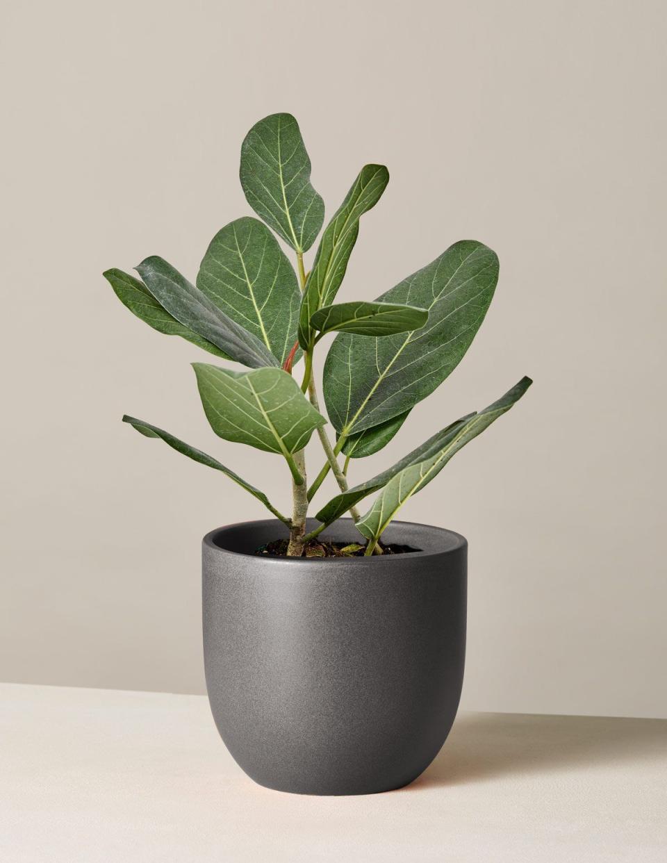 12) Ficus Audrey