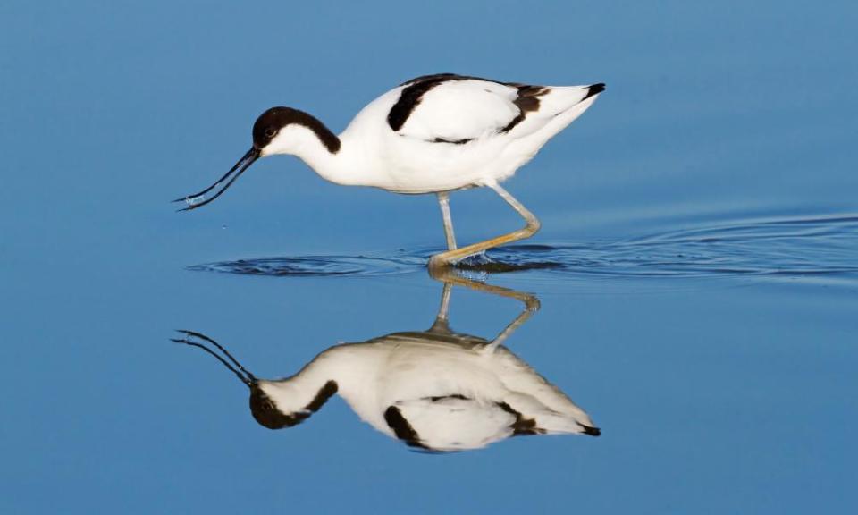 Pied avocet, Minsmere, Suffolk.