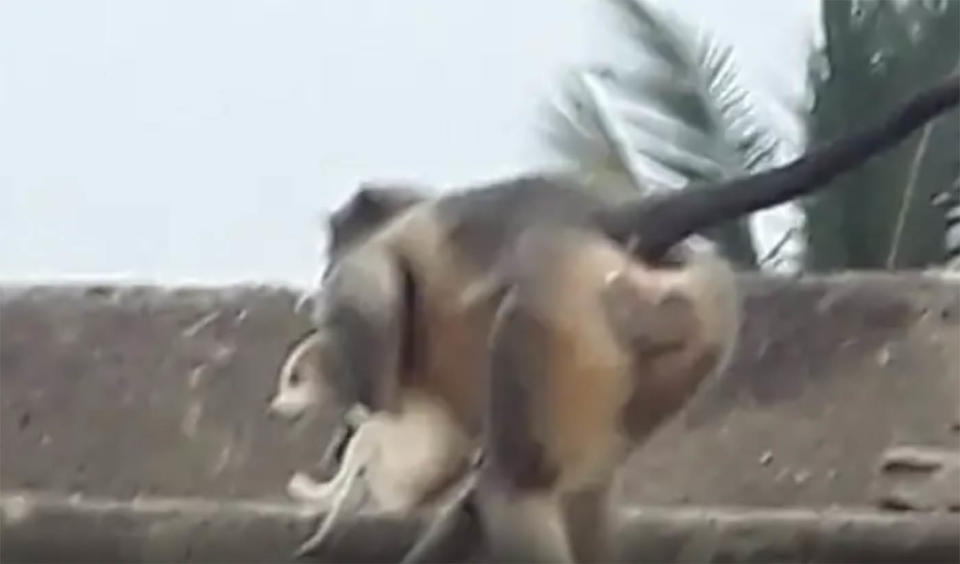 A monkey seen carrying a dog in a village in India.