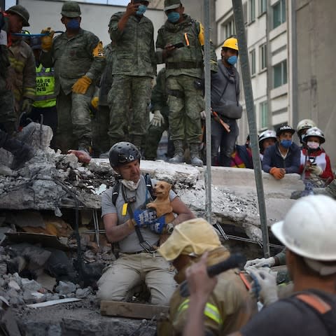 A rescuers pulls a dog out of the rubble during the search for survivors in Mexico City - Credit: YURI CORTEZ/AFP/Getty Images