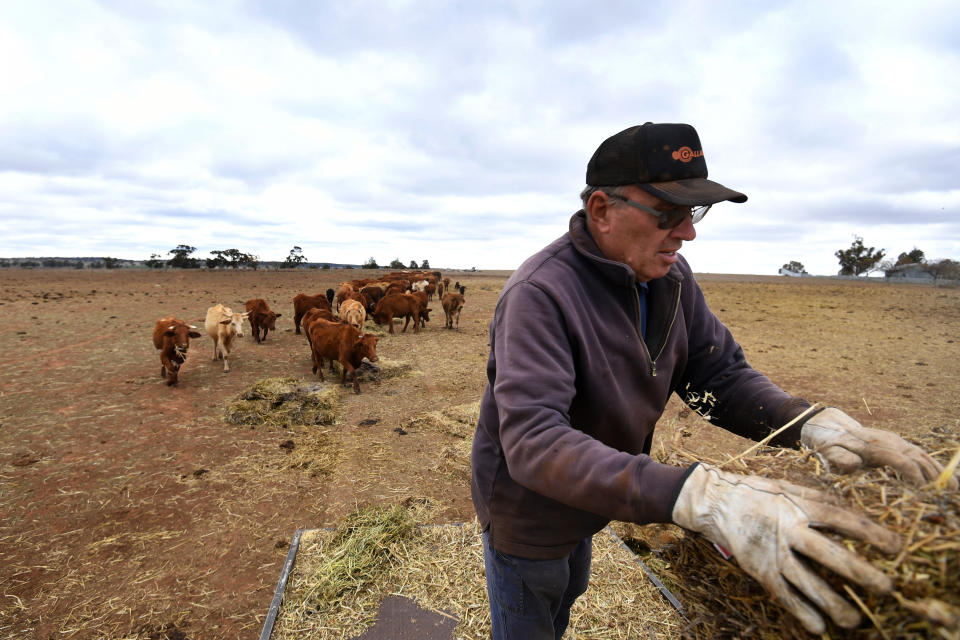 Crop and livestock farmer Wayne Dunford hand feeds his cattle with bales of hay. Source: AAP