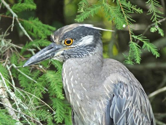 Lessons of a birder: What humans can learn from the airborne creatures