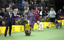 <p>Dogs compete to become best during the second day of the 142nd Westminster Kennel Club Dog Show at the Madison Square Garden in New York City, United States on Feb. 13, 2018. (Photo: Atlgan Ozdil/Anadolu Agency/Getty Images) </p>