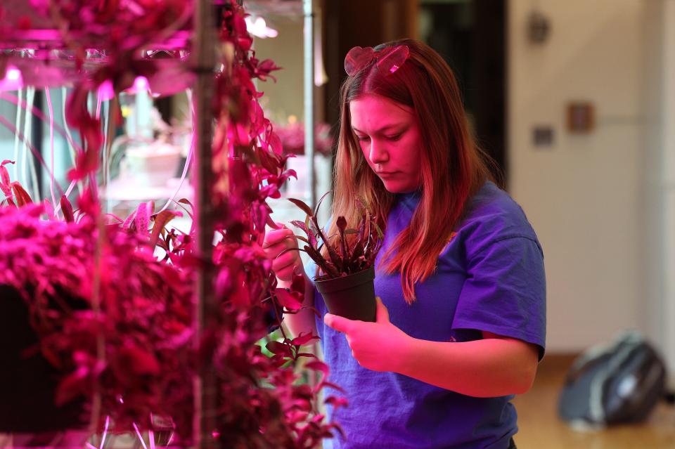 Aeris Maynard cares for some of the plants that make up an agriculture class at Marion Jr/Sr High School. A pink light is often used to help some plants recover better from disease. Budget changes could put some classes at risk.