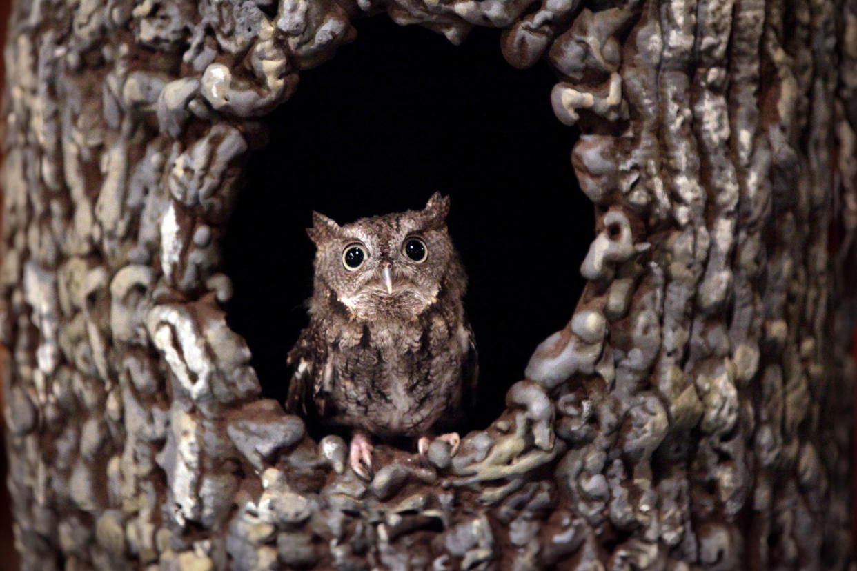 5 years-old Eastern Screech Owl Mayra Beltran/Houston Chronicle via Getty Images