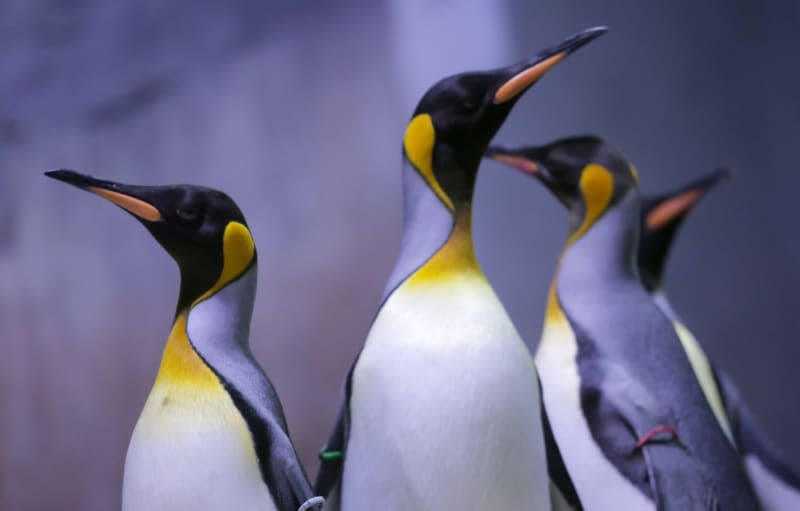 Emperor penguins stand in their enclosure in the Hellabrunn zoo and stretch their necks. Marie Reichenbach/dpa