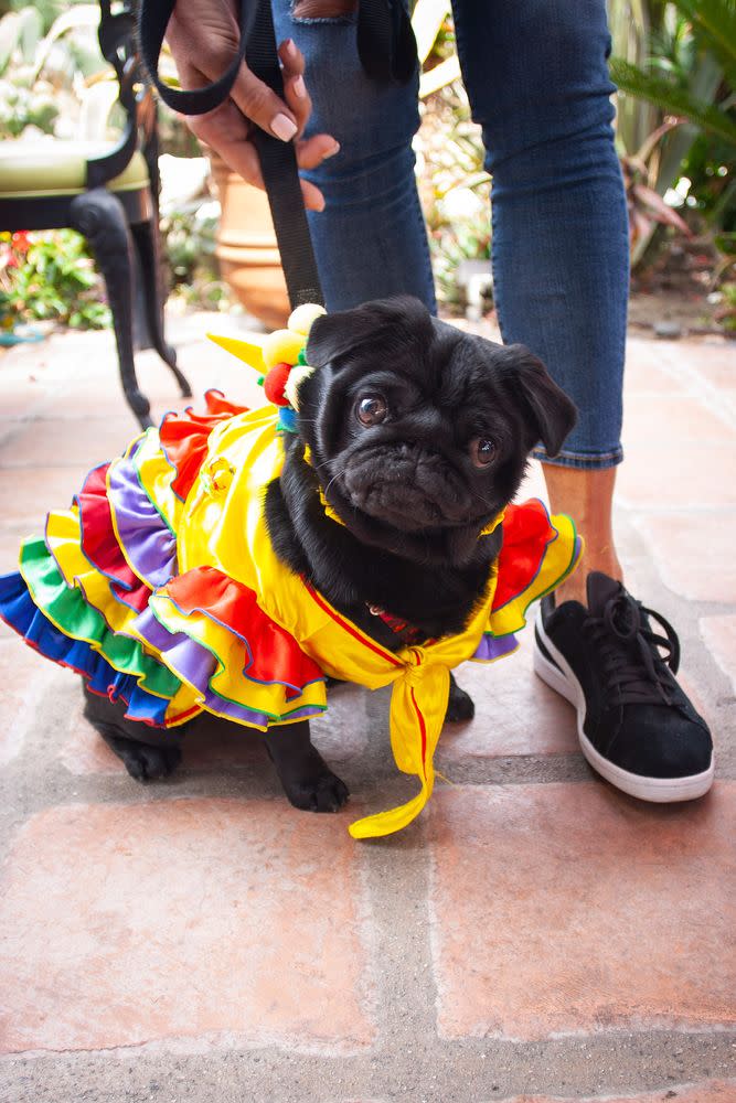 The annual event, hosted by the Helen Woodward Animal Center, allows adopted pets the chance to reunite with their litter mates and favorite shelter volunteers