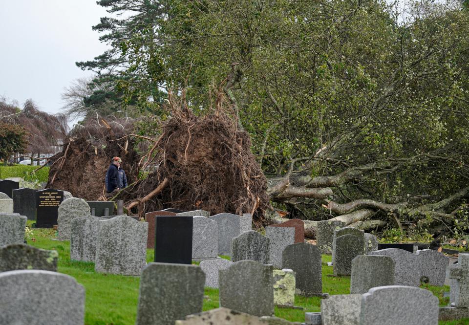 Two trees brought down in Falmouth, Cornwall (Getty Images)
