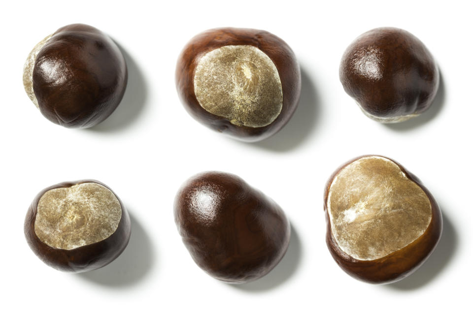 brown conkers on white background