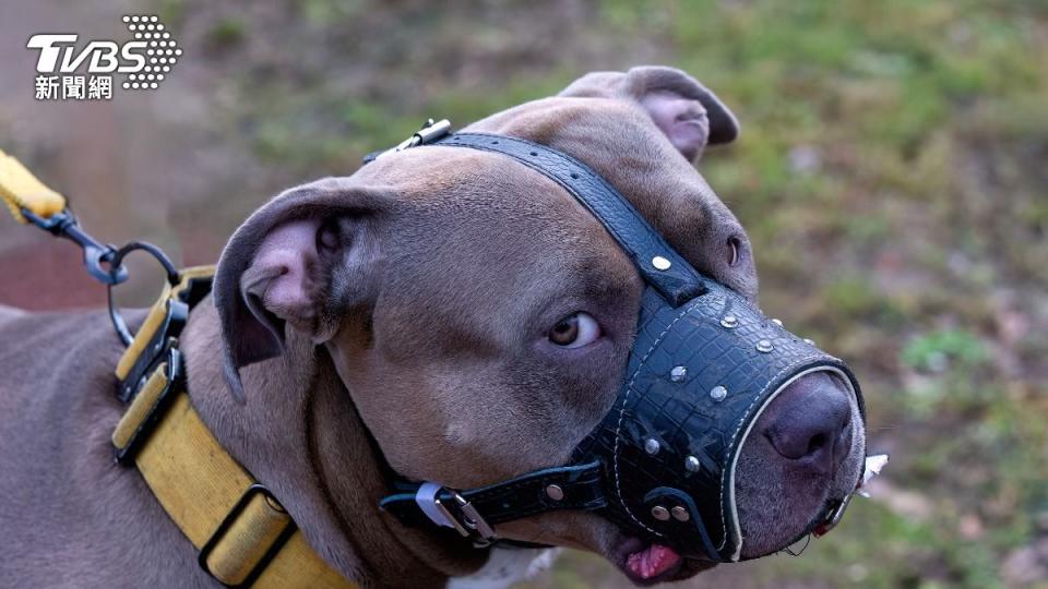 愛爾蘭現階段並沒有禁養任何犬隻；只有限制部分犬種出入公共場合強制佩戴口罩。（示意圖／shutterstock 達志影像）