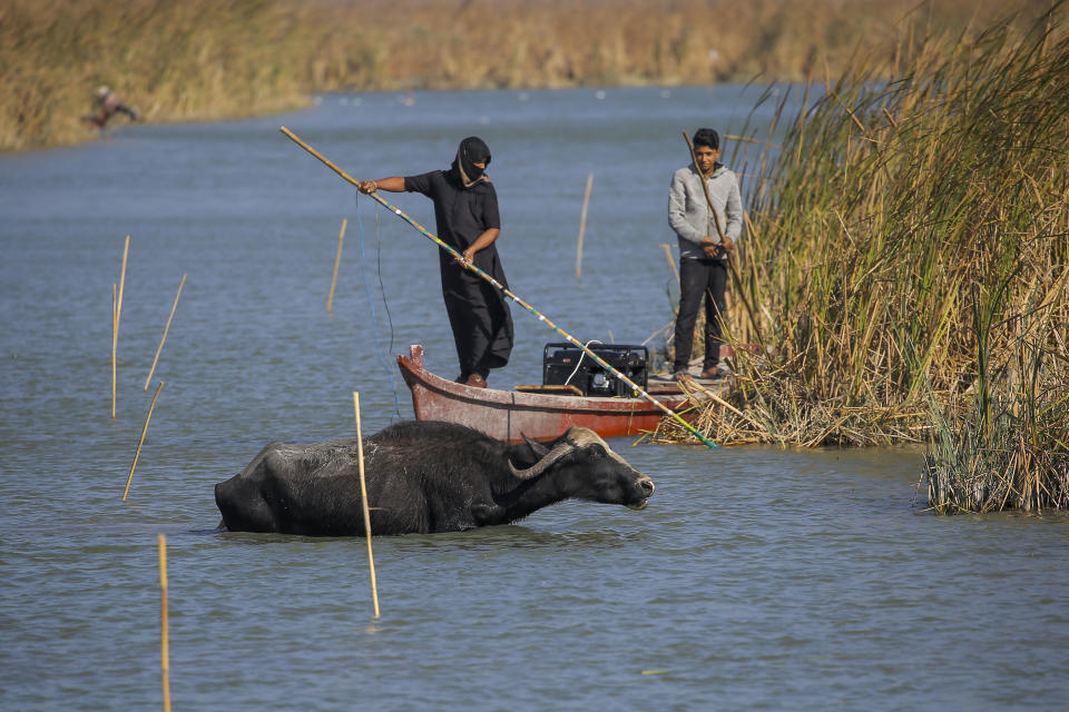 Iraqi buffalo herders in the marshes of Chibayish collect reeds as water buffalos drink water following a summer of severe water shortages in Dhi Qar province, Iraq, Sunday, Nov.20, 2022. (AP Photo Anmar Khalil)