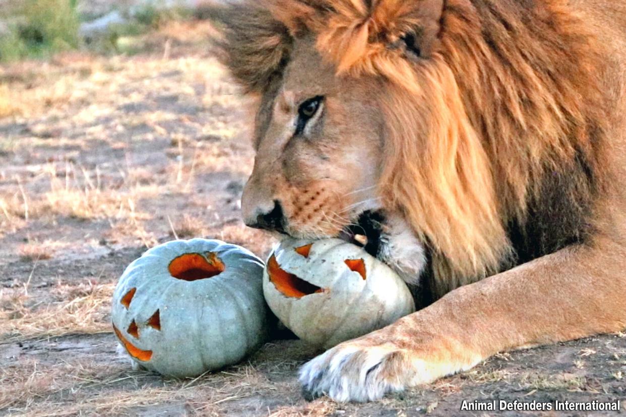 Big Cats Get Halloween Treats