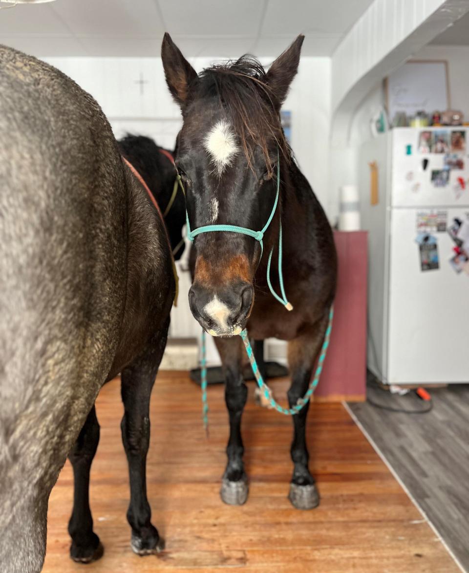 Rip and Diamond hanging out in Kelly Rowley's kitchen as they shelter from the biting cold that swept across most of the country in the second week of January 2024.