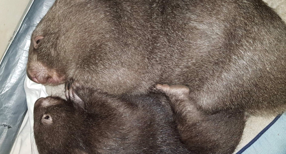 Two wombats lie face to face on a towel. One is larger than the other.