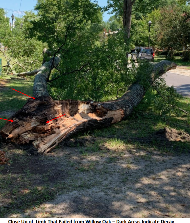 Photos of the Broad Street oak tree were included in court documents.