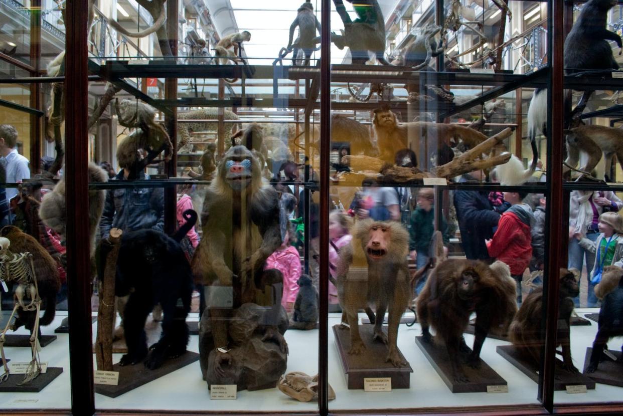 <span class="caption">Specimens like these at Dublin's Natural History Museum contain valuable information about the evolution of pathogens and host organisms. </span> <span class="attribution"><a class="link " href="https://flic.kr/p/7ZaWsq" rel="nofollow noopener" target="_blank" data-ylk="slk:Kieran Guckian;elm:context_link;itc:0;sec:content-canvas">Kieran Guckian</a>, <a class="link " href="http://creativecommons.org/licenses/by/4.0/" rel="nofollow noopener" target="_blank" data-ylk="slk:CC BY;elm:context_link;itc:0;sec:content-canvas">CC BY</a></span>