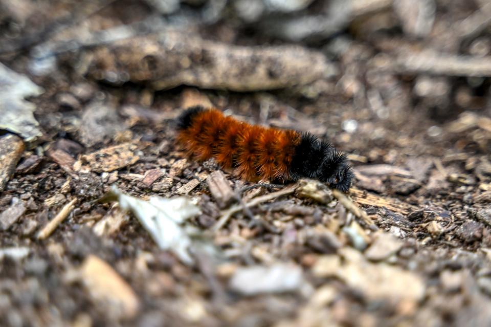 A wooly worm caterpillar crawls along the nature trail at Danford Island Park on Wednesday, Sept. 20, 2023, in Dimondale.