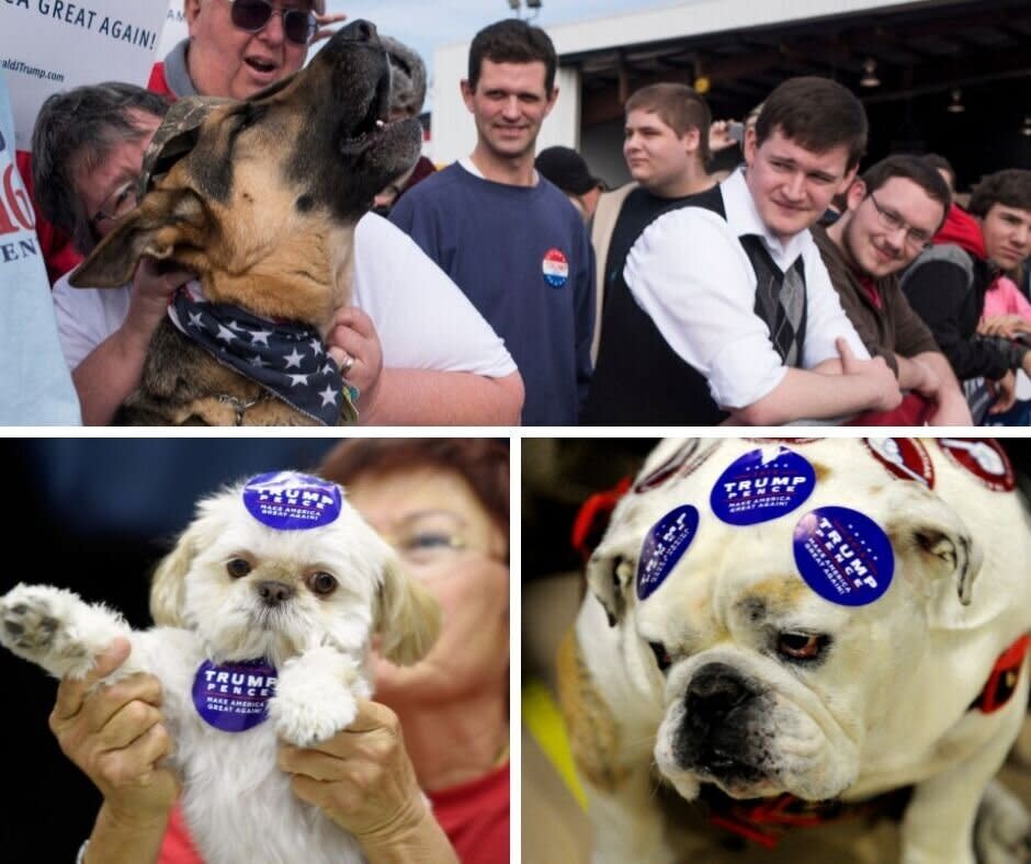 It doesn't matter how much support these dogs throw behind President Trump, he's not interested.  (Photo: HuffPost Life)