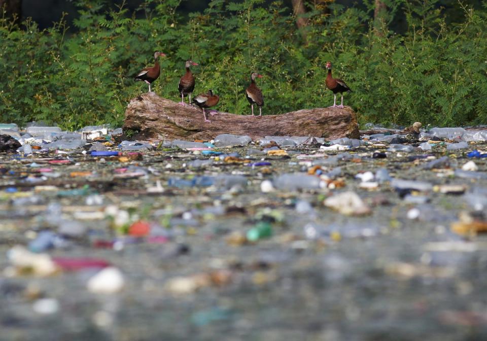 Black-bellied Whistling-Ducks stand on a log as plastic bottles and trash  float on the the El Cerron Grande reservoir in Potonico, El Salvador (REUTERS)