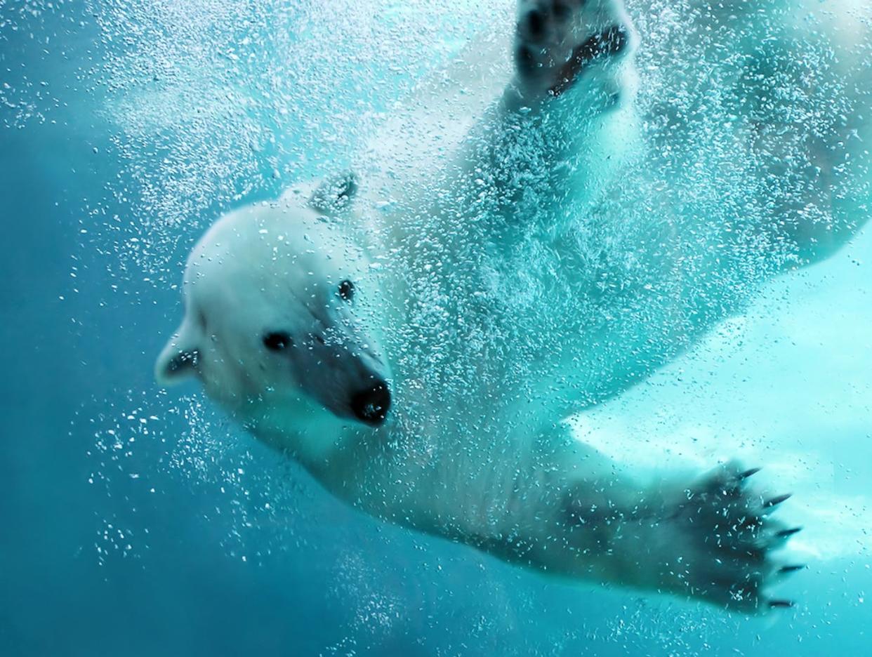 Les adaptations que les ours devront déployer pour faire face aux défis imposés par les changements climatiques sont multiples et imprévisibles. (Shutterstock)
