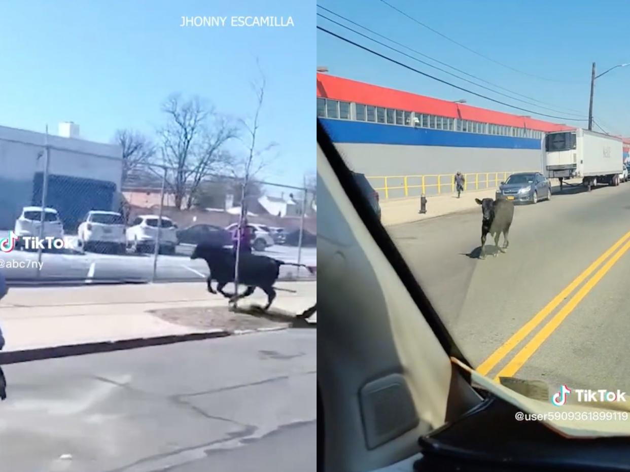 A four-month old calf runs around the streets of Brooklyn.