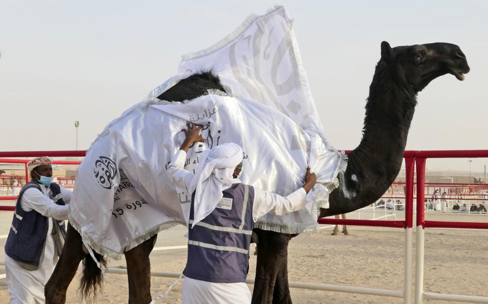 Sudanese camel keepers crown a victorious contestant at Al Dhafra Festival in Liwa desert area 120 kilometres (75 miles) southwest of Abu Dhabi, United Arab Emirates, Wednesday, Dec. 22, 2021. Tens of thousands of camels from across the region have descended on the desert of the United Arab Emirates to compete for the title of most beautiful. (AP Photo/Isabel DeBre)