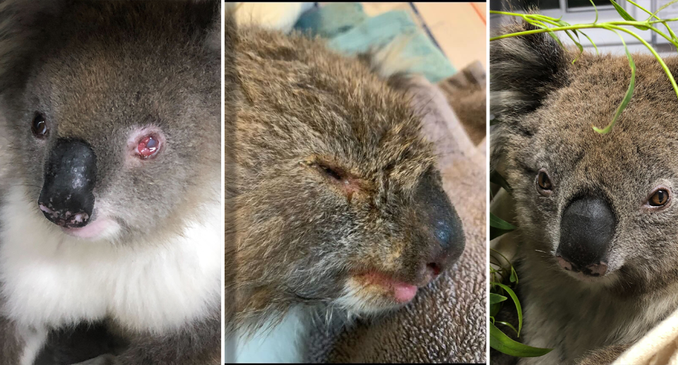 Three images of sick and injured koalas. 