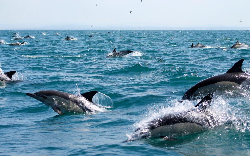 Skim across the waves on a RIB boat to discover the Algarve’s rich marine life