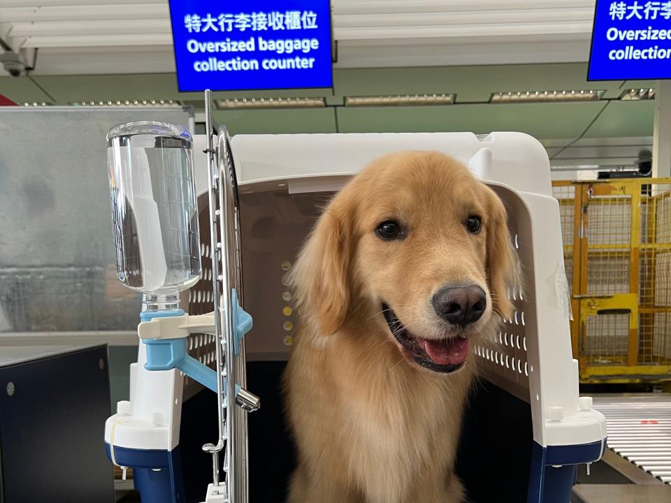 Checking in Golden Retriever at the airport