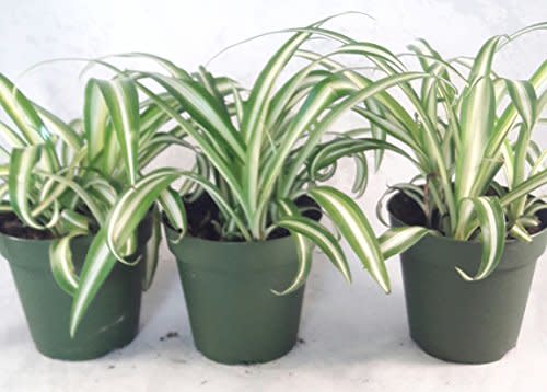 Ocean Spider Plant - 4'' Pot 3 Pack for Better Growth - Cleans the Air/Easy to Grow by Jmbamboo