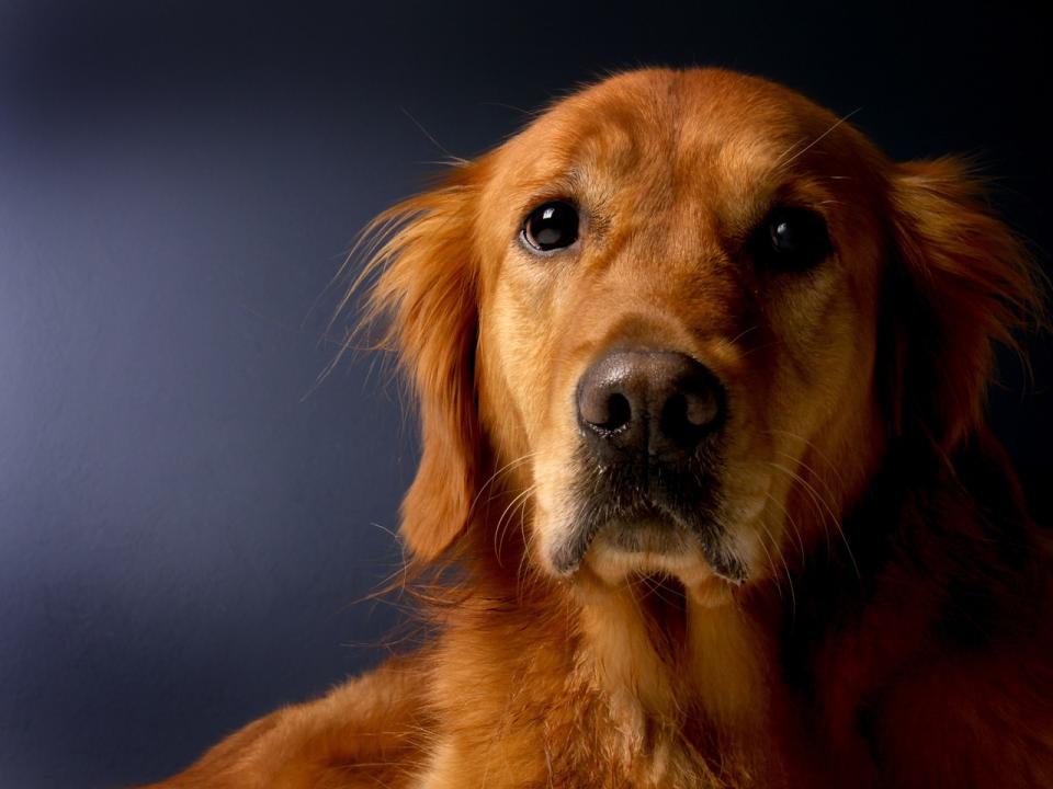 台中一對夫妻飼養黃金獵犬，2021年搬去特區某豪宅，社區管委會規定寵物在公共空間不落地，夫妻倆屢次不遵守，雙方因此鬧上法院。（示意圖／翻攝自pixabay）