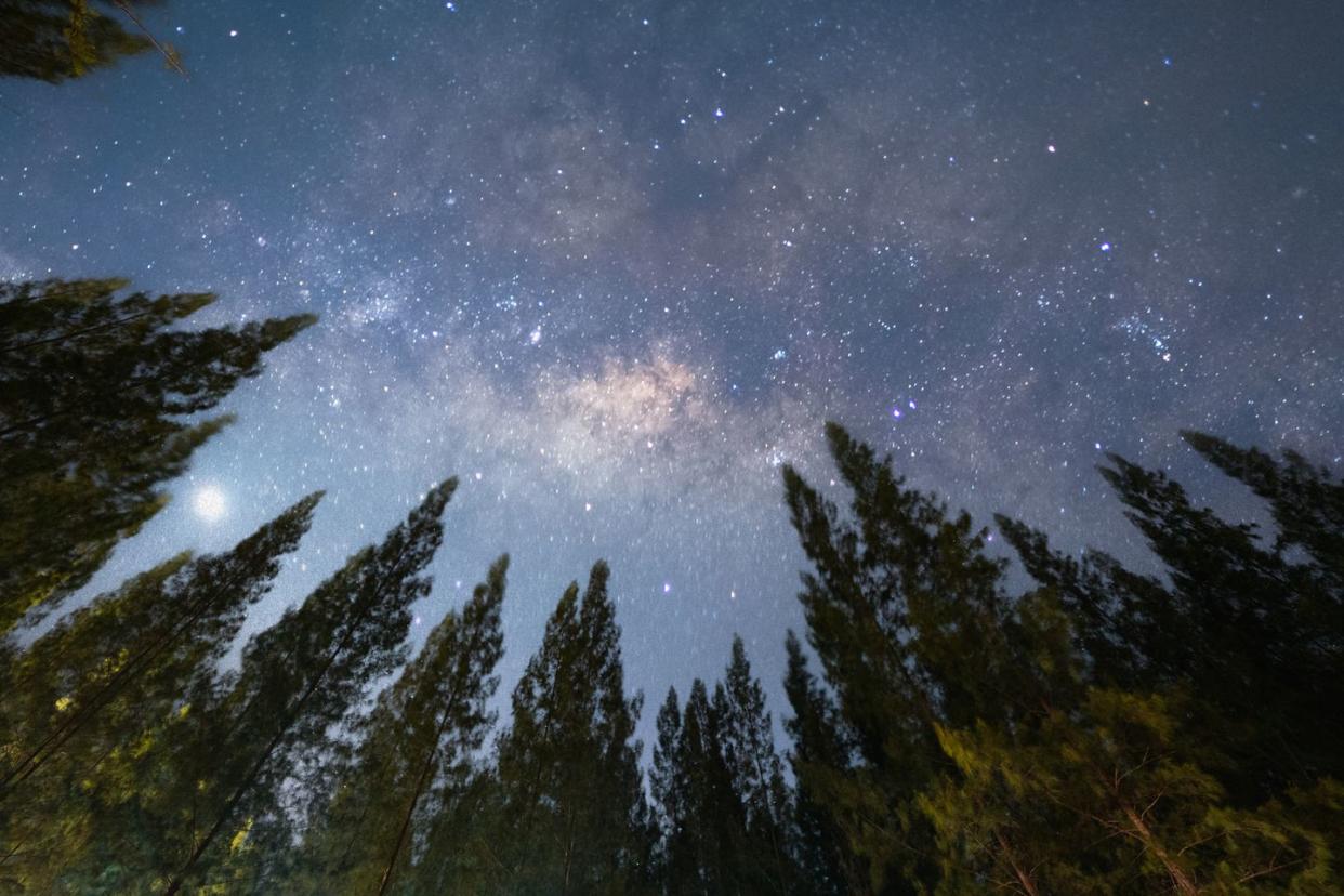 silhouette trees against sky at night