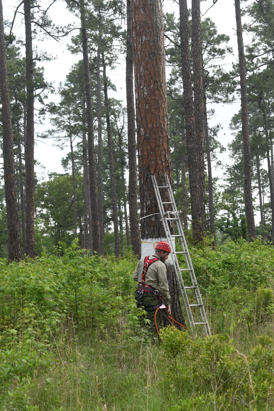 Cody Austell, U.S. Forest Service wildlife technician and U.S. Forest Service Biologist Steve Shively band red cockaded woodpecker chicks in Kisatchie National Forest. The U.S. Fish and Wildlife Service has listed the birds as endangered. Old growth pine trees over 100 years old are their normal habitat but many of those trees were cut down threatening the species. Using artificial cavities and monitoring the birds, the U.S. Forest Service is helping the birds thrive.