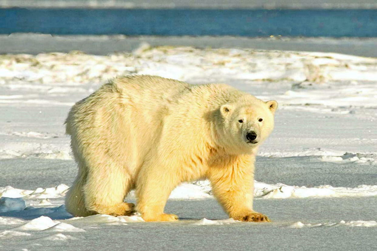 Un ours polaire vivant près d’Utqiagvik, dans l’extrême nord de l’Alaska, aux États-Unis, est mort de la grippe aviaire. (Photo d'illustration)  - Credit:Peter Howarth/National / MAXPPP / NATIONAL PICTURES/MAXPPP
